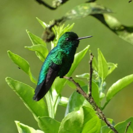 Вилла Hacienda Guayabal Чинчина Экстерьер фото
